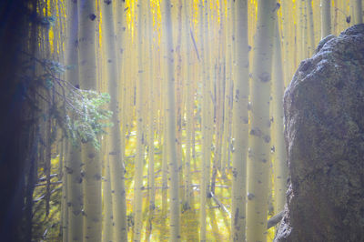 Full frame shot of tree trunk