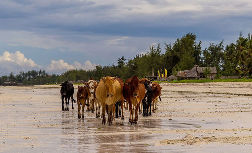 Horses in a horse