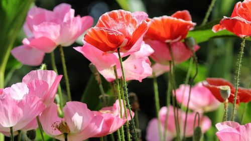 Close-up of pink flowers blooming outdoors