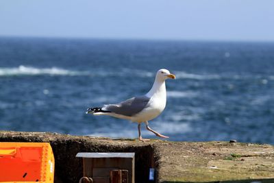 Close-up of seagull on retaining wall by sea