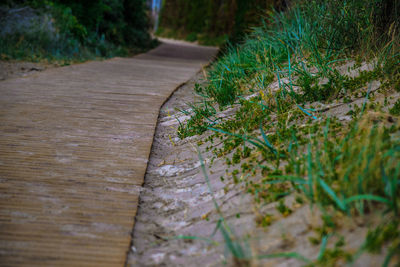 Surface level of footpath by tree trunk