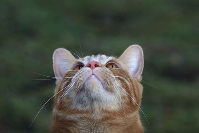 Ginger tabby portrait looking up