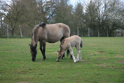 Horses grazing on field