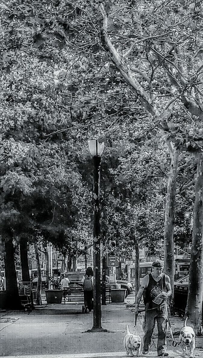 TREES AGAINST SKY