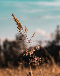 Close-up of plant growing on field against sky