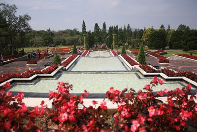 High angle view of red flowering plants against sky