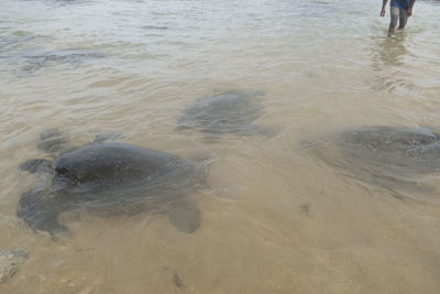 Low section of people on beach