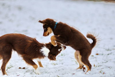 Dogs walking on snow covered field