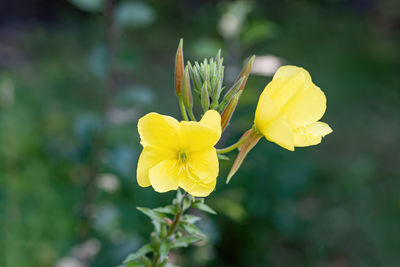 Close-up of yellow flowering plant