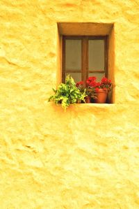 Close-up of potted plant against window