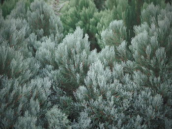 Full frame shot of plants