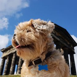 Low angle view of a dog against sky