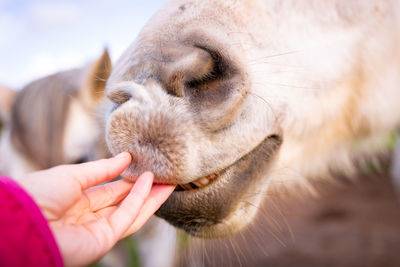 White horse showing teeth, hand touching nose softly, gentle animals.