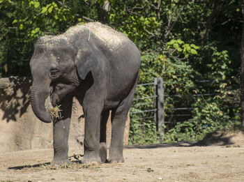 Elephant by trees