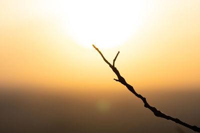 Close-up of silhouette plant against sky during sunset