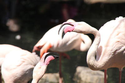 Close-up of flamingos