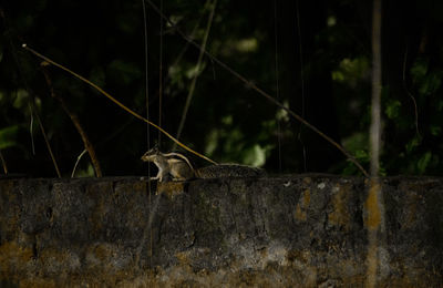 Side view of a reptile on the wall