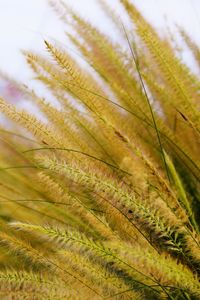 Close-up of fern