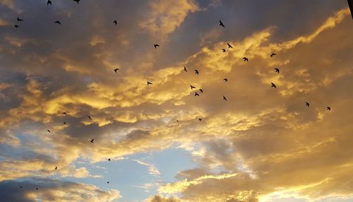 Low angle view of birds flying in sky
