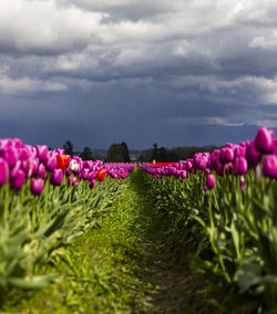 Pink flowering plants on field against sky