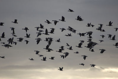 Low angle view of birds flying in sky