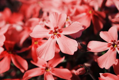 Close-up of red flowering plants