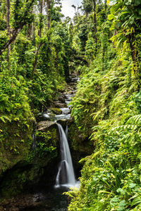 Scenic view of waterfall in forest