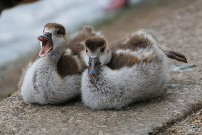 Close-up of duck