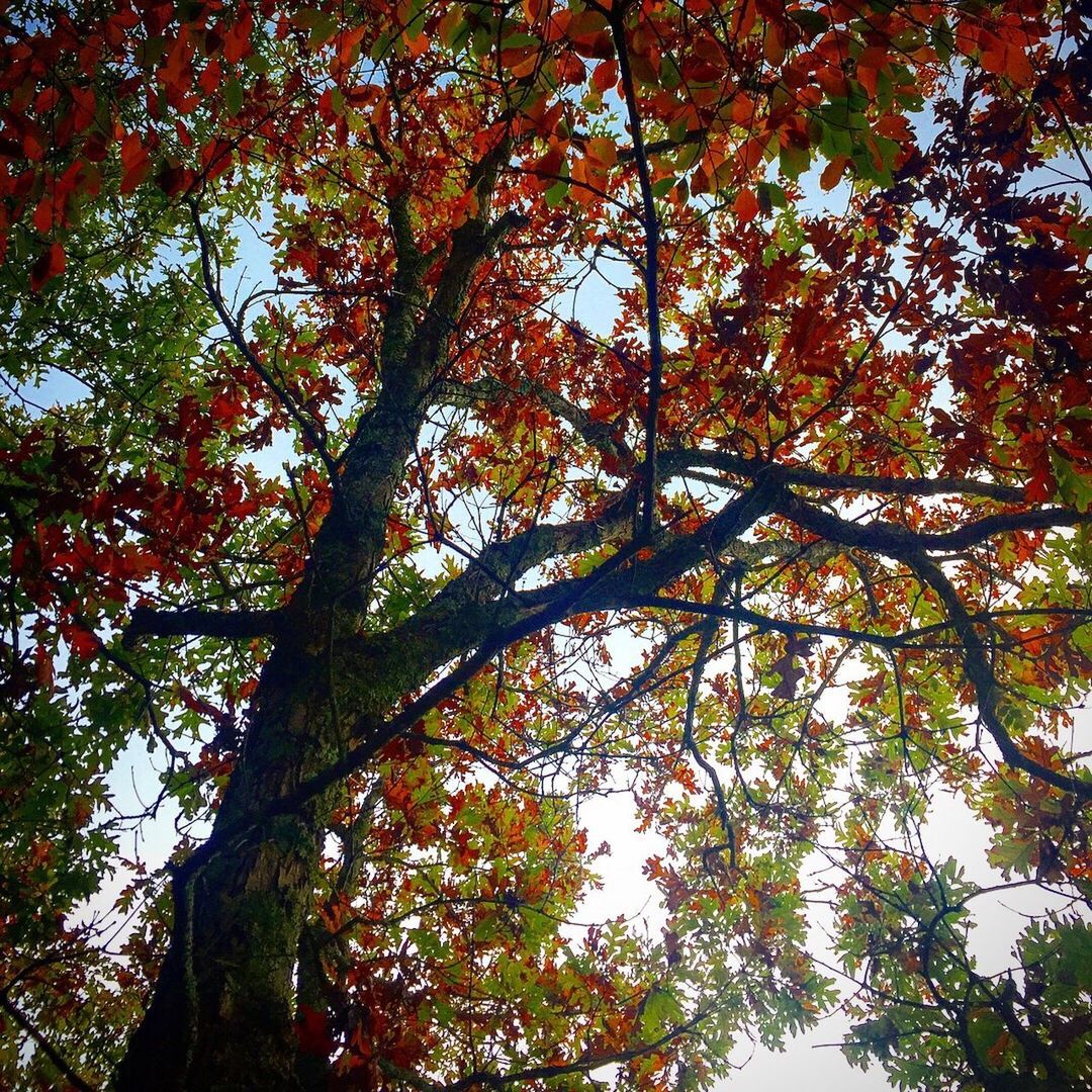 LOW ANGLE VIEW OF MAPLE TREE