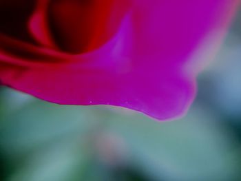 Close-up of pink flower