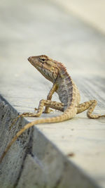 Close-up of lizard on rock