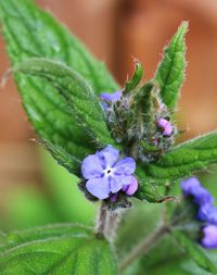 Close-up of purple flowers
