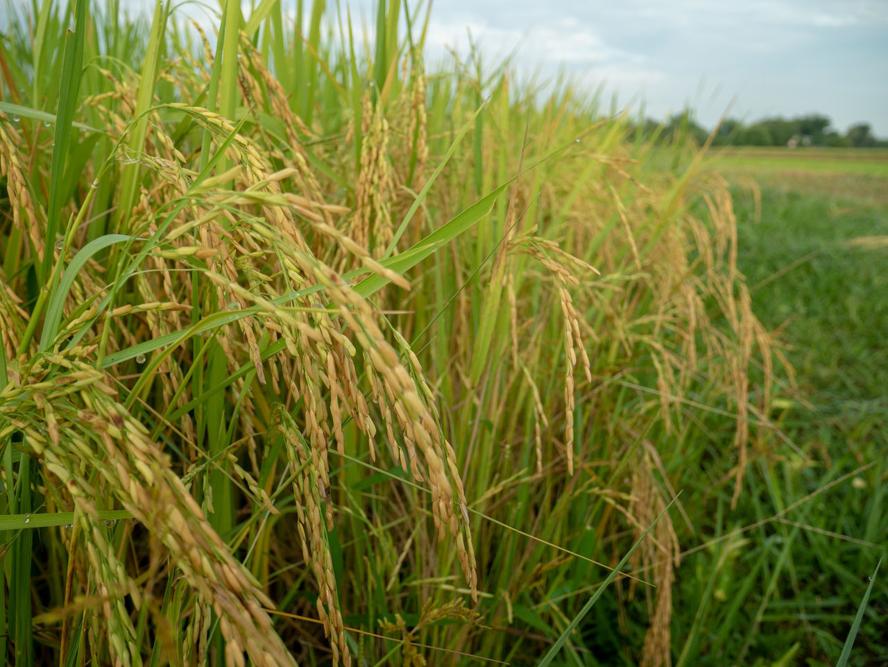 CLOSE-UP OF WHEAT FIELD