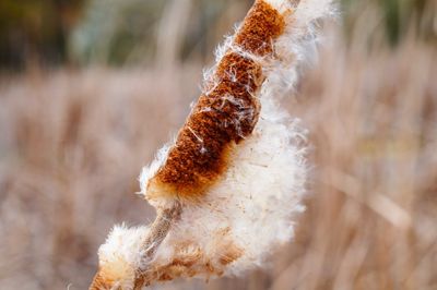 Close-up of dandelion