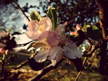 Close-up of fresh flowers on branch