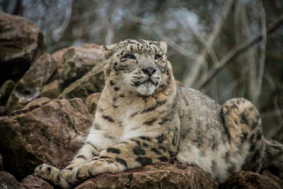 Cat sitting on rock