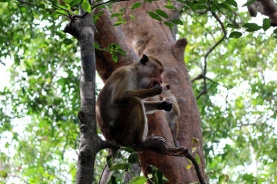 Low angle view of monkey on tree in forest