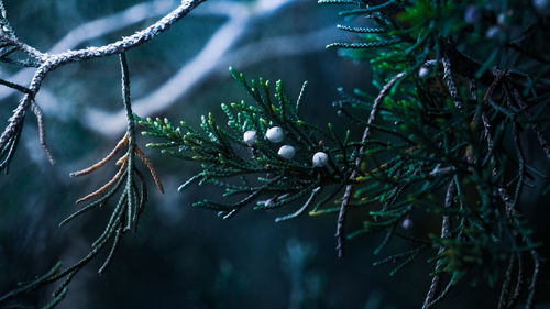 Close-up of pine tree branch during winter