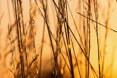 Close-up of grass