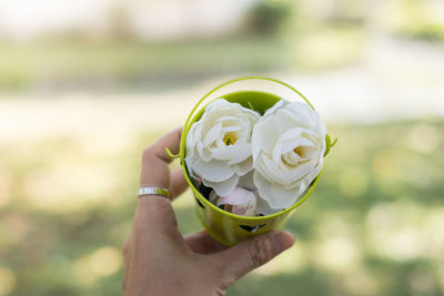 Close-up of hand holding white roses in container outdoors