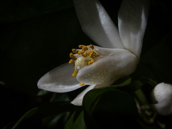 Close-up of white flowering plant against black background