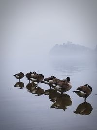 Birds on lake against sky