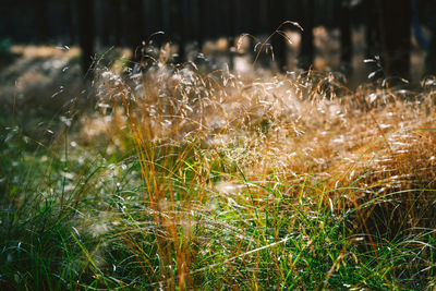 Close-up of water drops on grass growing on field