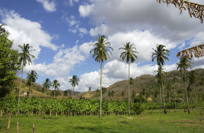 Panoramic view of palm trees on field against sky