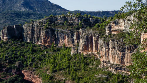 View of plants growing on rock