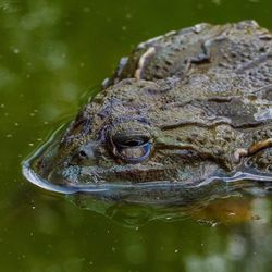 Close-up of turtle swimming in water