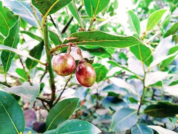 Close-up of strawberry growing on tree