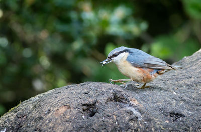 Close-up of bird perching on wood