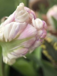 Close-up of pink rose