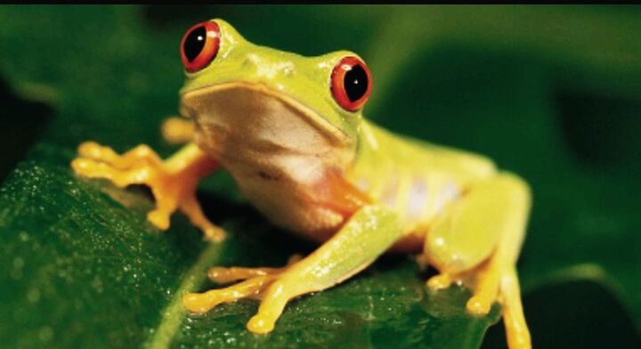 one animal, animal themes, green color, animals in the wild, no people, animal wildlife, close-up, reptile, nature, day, outdoors